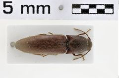 Foto (Dorsalansicht) von Ctenoplus castaneus (NHMW-ZOO-COL-0011167)